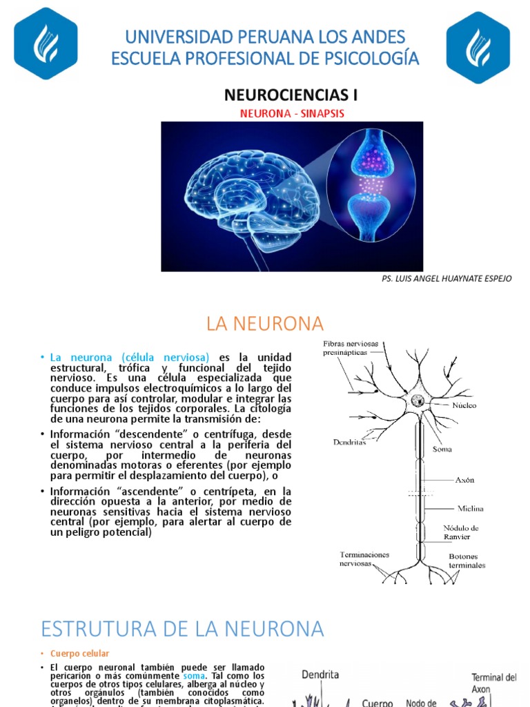 Neurona - Sinapsis | PDF | Axon | Neurona