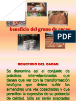 Cosecha y Beneficio Del Cacao