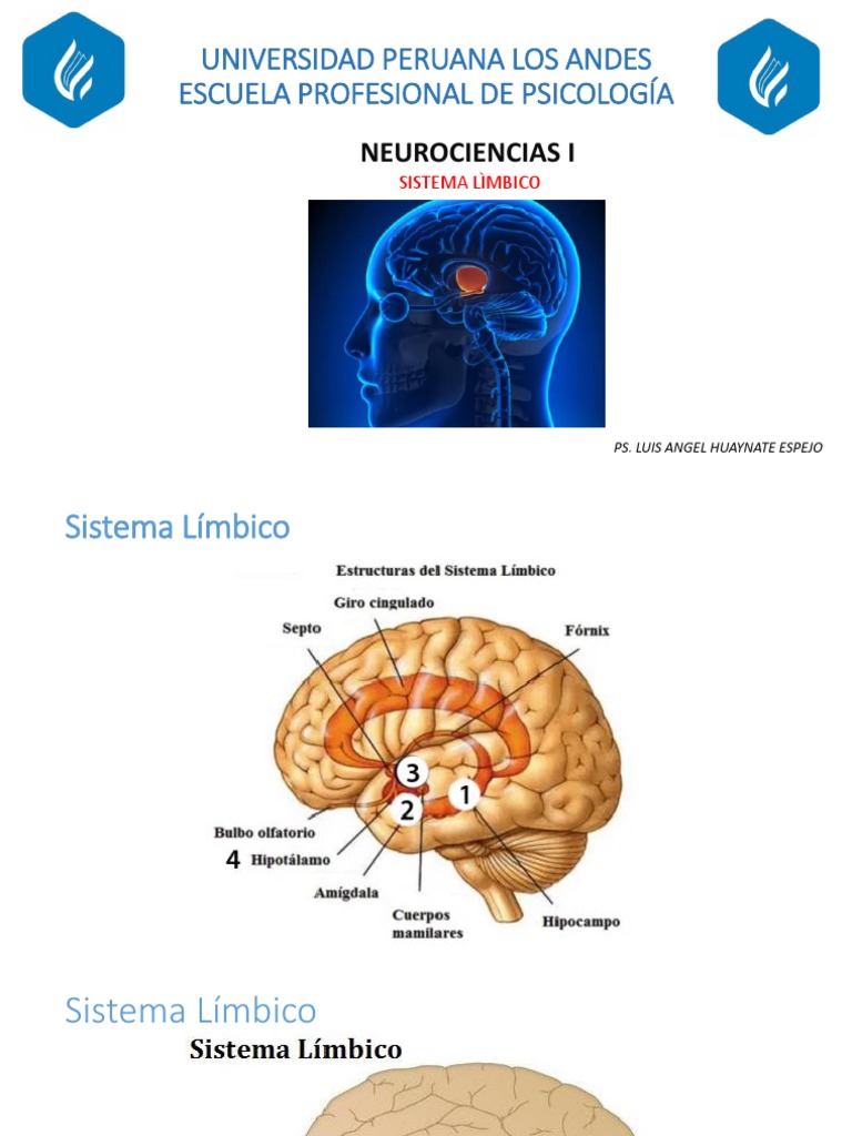 Dibujo y Maqueta del Sistema Límbico | PDF | Sistema límbico | Cerebro