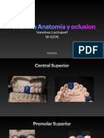 Portafolio Anatomia y Oclusion