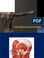 Muscular System