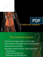 Endocrine System