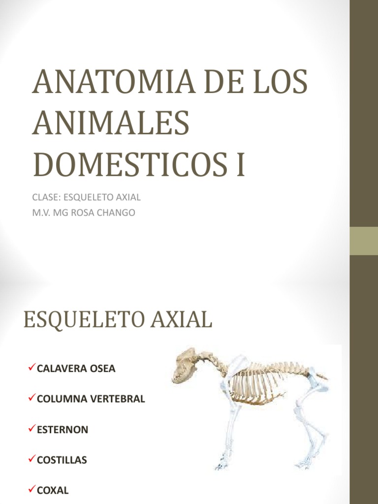 Clase De Esqueleto Axial Clase 2 Unidad 2 Pdf Vértebra Tórax