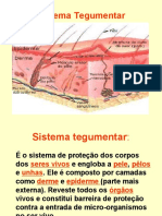 Sistema Tegumentar Power Point