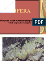 PORIFERA