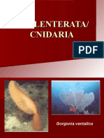 COELENTERATA