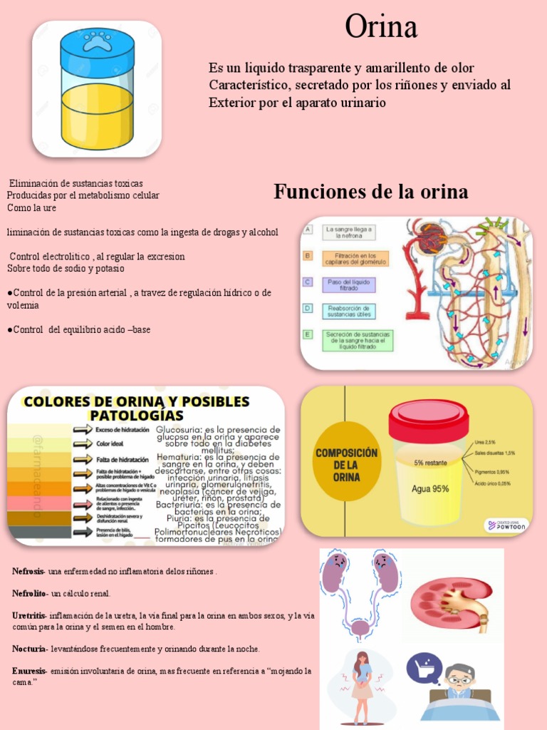 Infografia de La Orina (Autoguardado) | PDF | Orina | Riñón