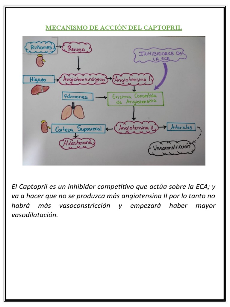 Mecanismo de Acción Del Captopril PDF