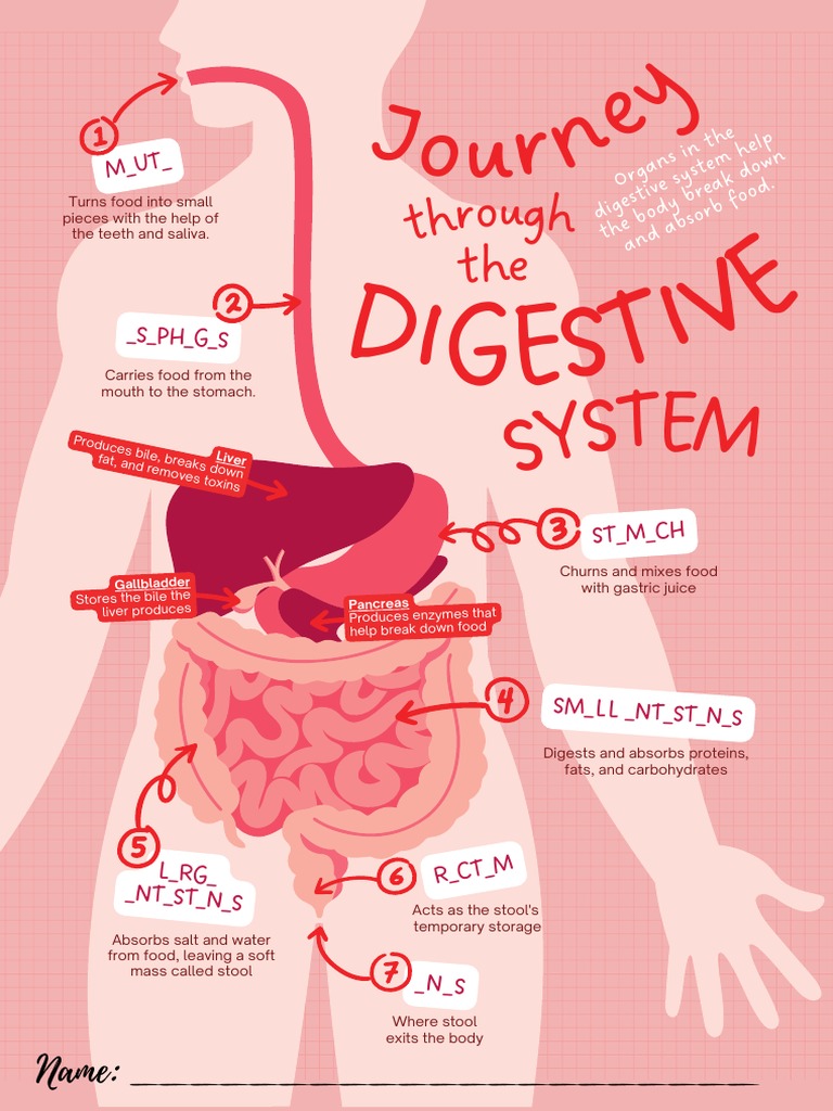 Approver Coltaoco Initial Quizlet Anatomy Skeletal System
