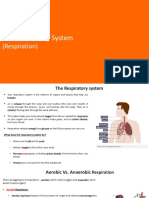 The Respiratory System: Breathe Easy with This Guide