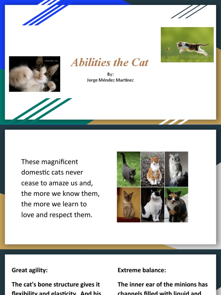 Abilities The Cat 1 PDF