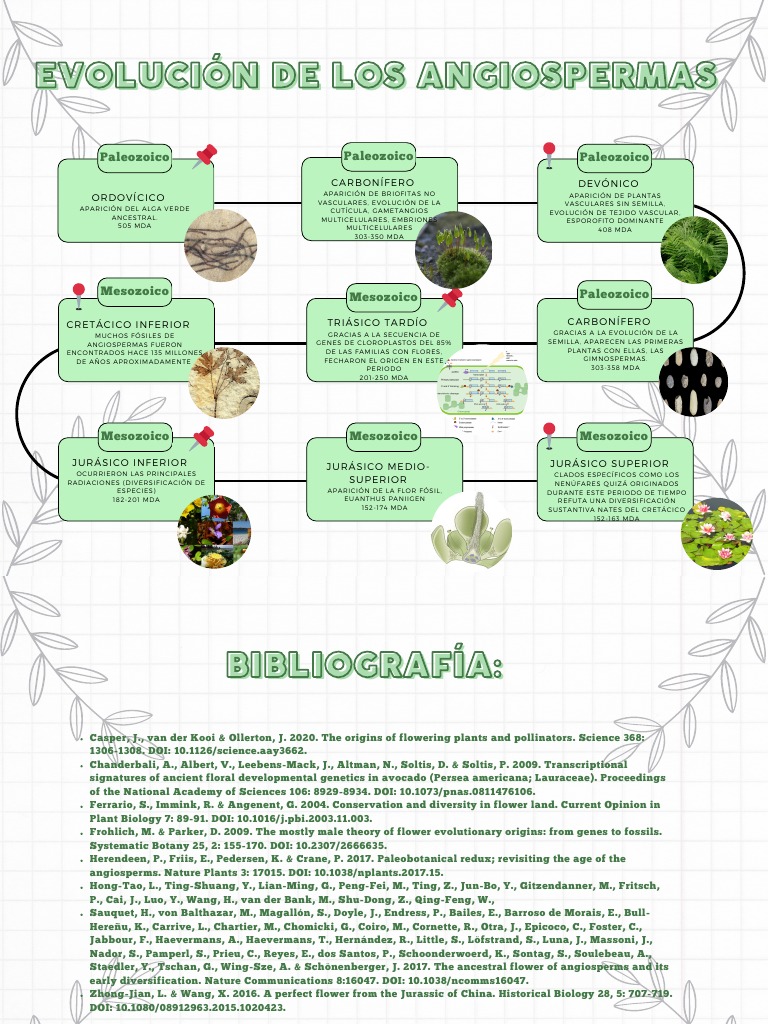 Evolución de las Angiospermas | PDF | Plantas | Organismos