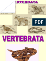 Bab 9. Animalia Vertebrata (X)