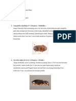 Tugas Hama & Penyakit Pasca Panen (Carissima Djara) PDF