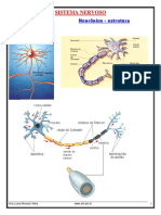Transp Sistema Nervoso