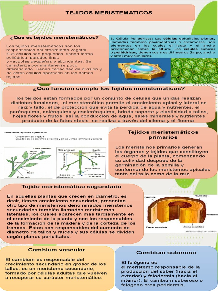Tejidos Meristemáticos en Plantas | PDF | Tallo de la planta | Raíz