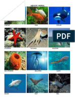 aquatic animal IMGS.docx