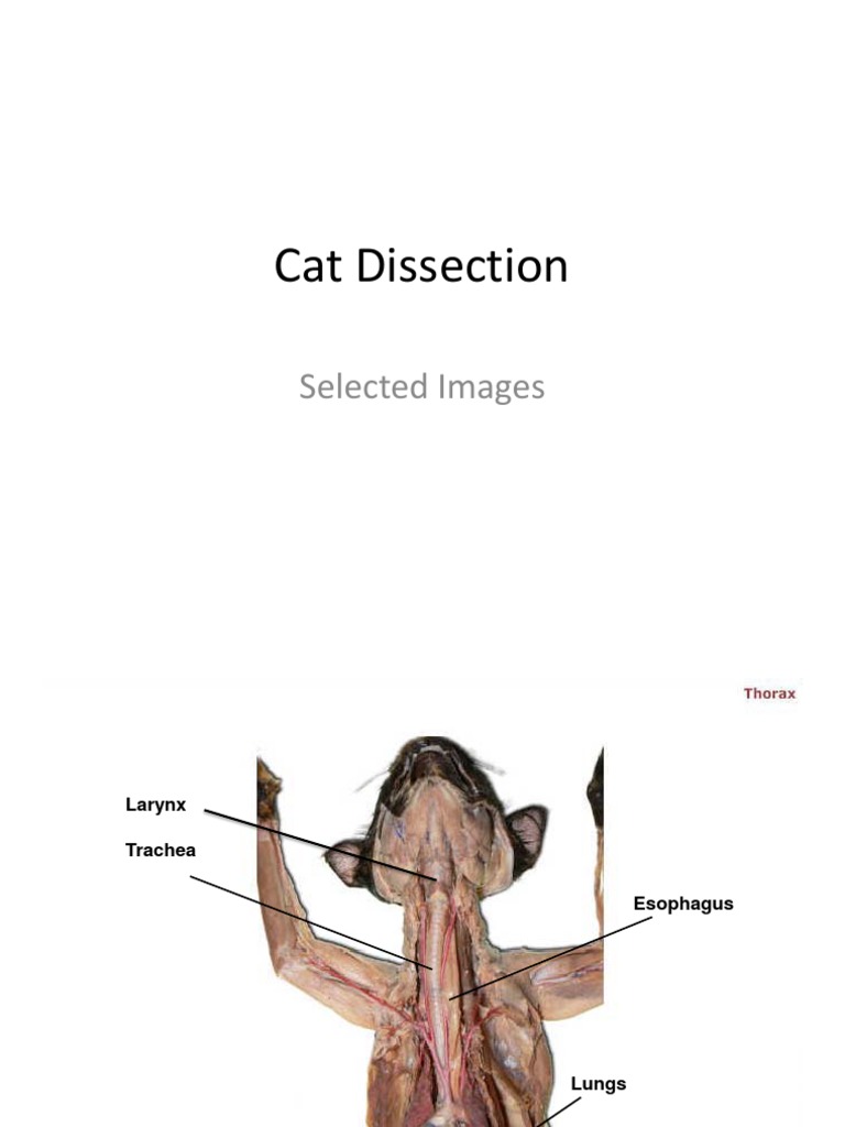 Cat DissectionSelelcted Images PDF PDF