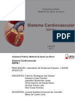 Sistema cardiovascular: anatomia e vascularização