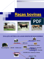 Raças bovinas: evolução e características