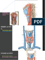 inervación e irrigación de lalaringe