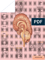 Mapa Mental Del Sistema Nervioso Central