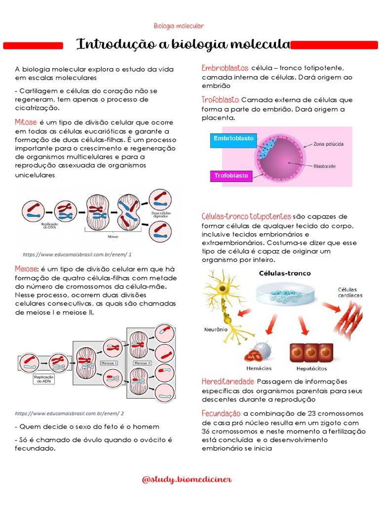 Resumo Biologia Molecular PDF | PDF | RNA | Primer (Biologia Molecular)
