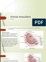 Histologia Arterias M Omar S