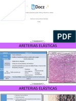 Clasificacion de Las Arterias Histologia