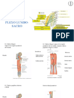 Copia de Plexo Lumbo-Sacro