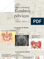 Lesiones y Terminología MsPs