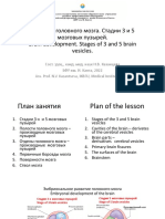 Brain Development. Stages 3-5 Vesicles PDF