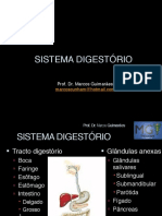 Sistema digestório em