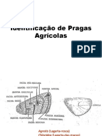 Identificação de pragas agrícolas