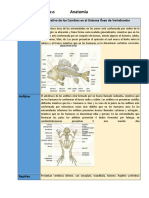 Cuadro Comparativo de Los Cambios en El Sistema Óseo de Vertebrados