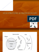 Glicoproteine Și Proteoglicani
