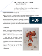 Tema 5 Aparatos Excretor y Reproductor PDF