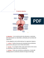 El Aparato Digestivo