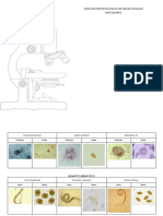 Análisis Parasitologico de Heces Fecales