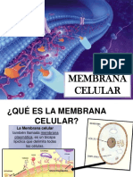 Membrana Plasmática Resumen