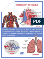 ro-t2-s-432-corpul-omenesc-inima-plmacircnii-vasele-de-sacircnge-plan-cu-diferite-dimensiu_ver_1.pdf