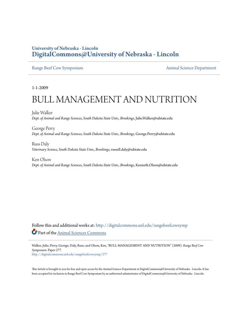 Bull Management and Nutrition Strategies | PDF | Cattle | Dairy Cattle
