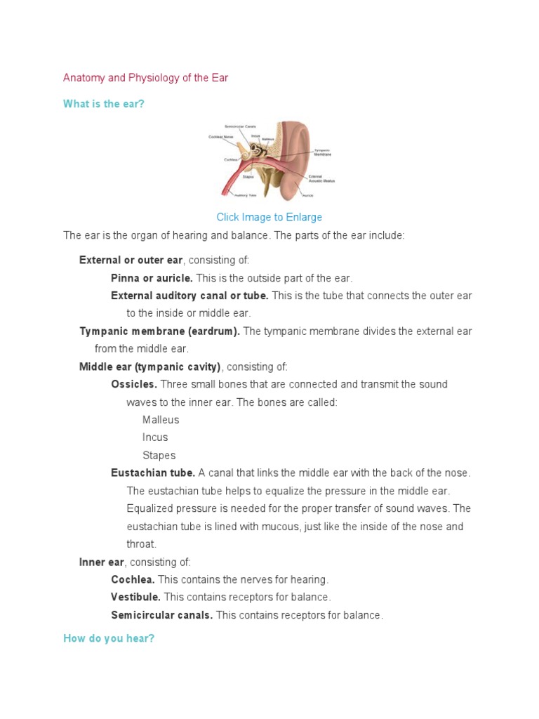 Anatomy of the Ear Explained | PDF