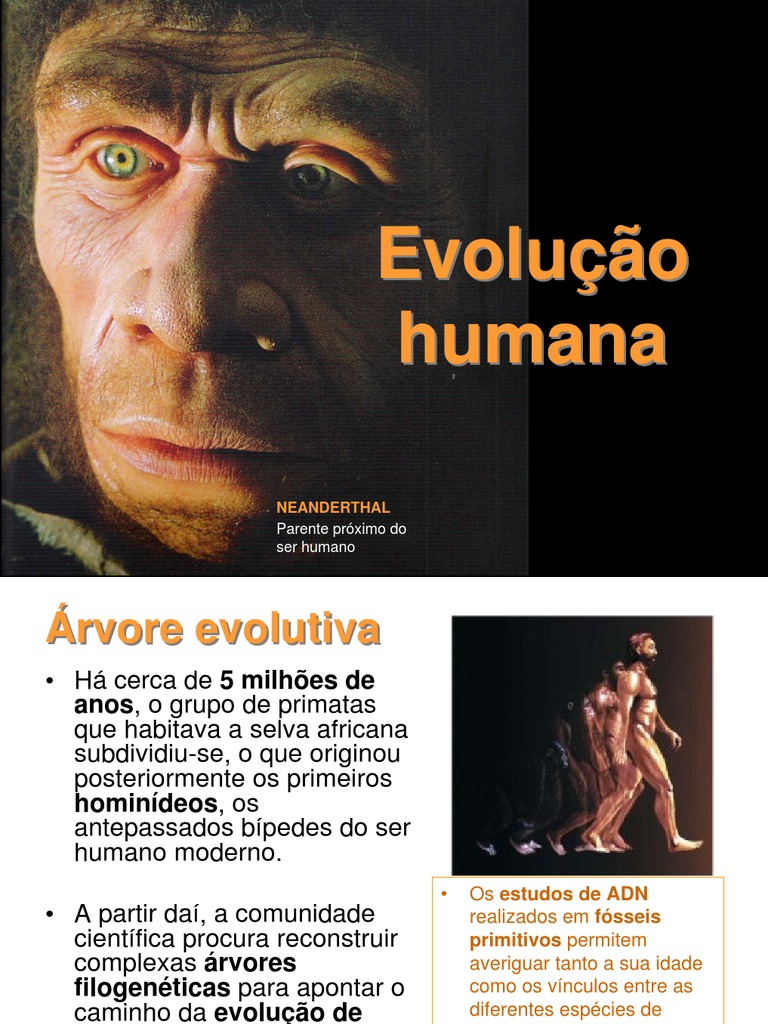 Ao Estudar A Evolução Da Espécie Humana Moderna