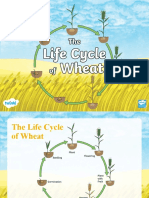 t2 T 1602 The Life Cycle of Wheat Powerpoint - Ver - 1