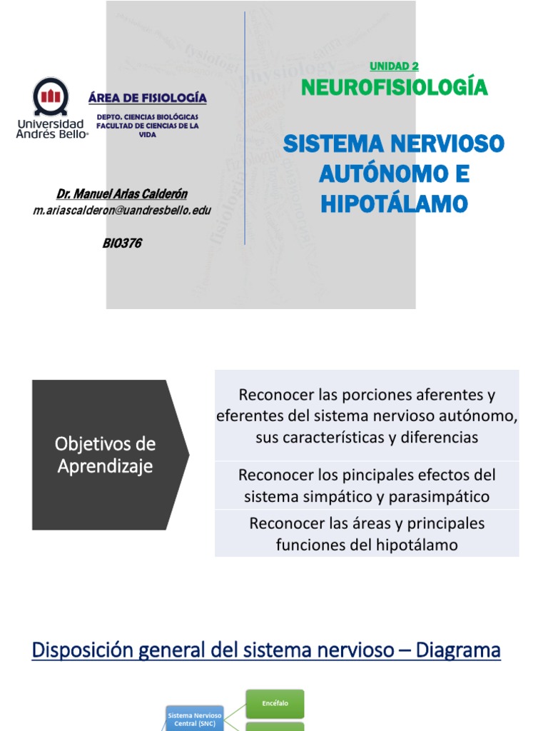 Clase 4 Sistema Nervioso Autónomo E Hipotálamo Pdf Hipotálamo