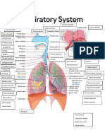 Respiratory Sistem