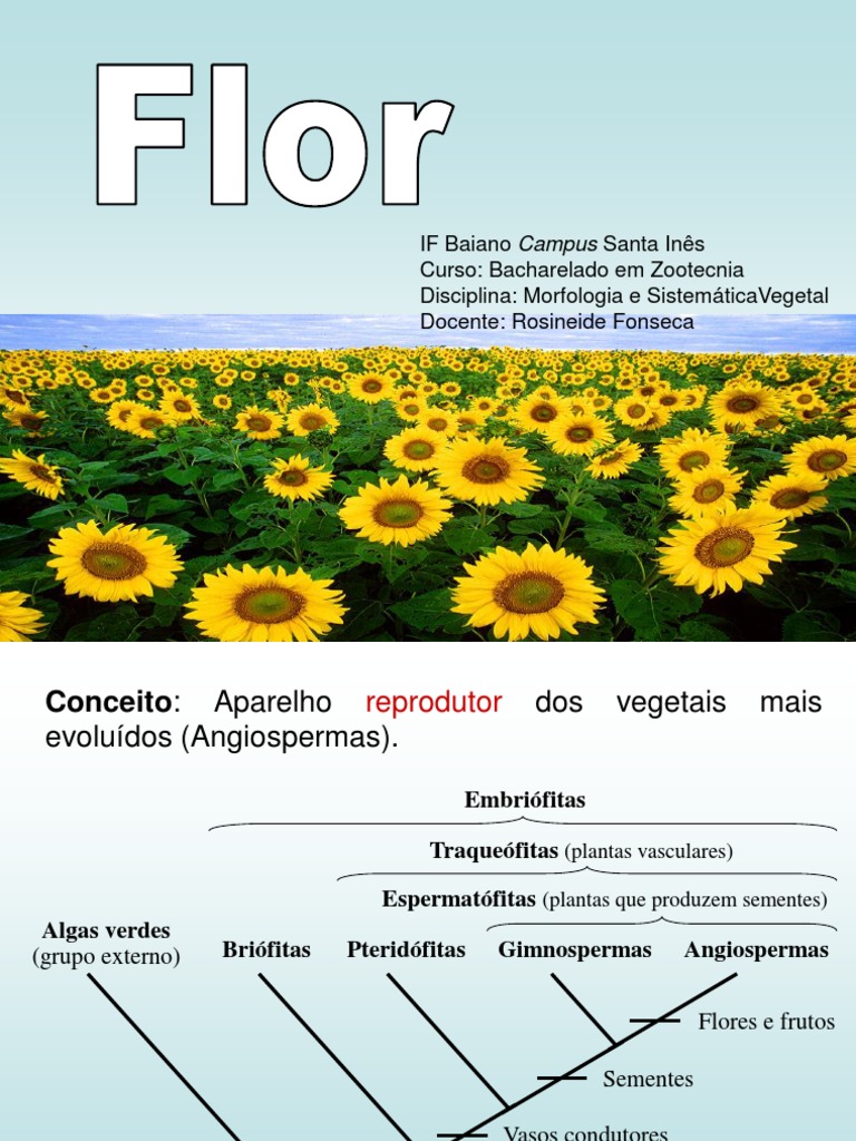 Morfologia da Flor: Estruturas e Tipos | PDF | Flores | Horticultura