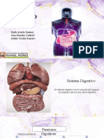 Expo Anatomia - Sistema Digestivo