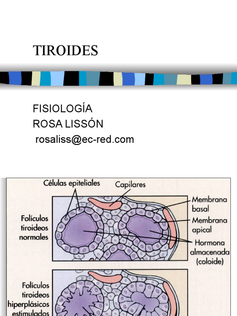 Fisiología de Tiroides | PDF | Tiroides | Hormona estimulante de la ...